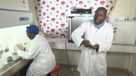 BACTERIOSE DU MANGUIER ET DE L’ANACARDIER