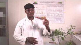 FLETRISSEMENT BACTERIEN DE LA TOMATE